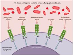 virussen - bacterien beeld